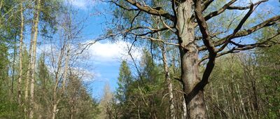 Rozejście szlaków czerwony / czarny