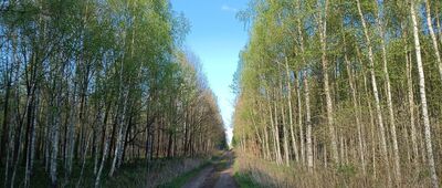 Rozejście szlaków żółty / czarny