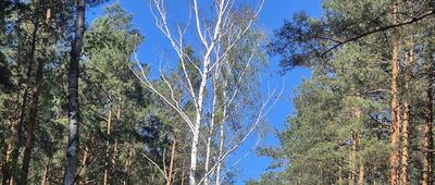 Lipniak-Majorat, początek szlaku niebieskiego ↔ Długosiodło