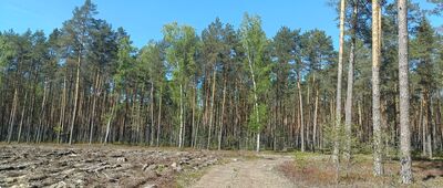 Rozejście szlaków czerwony / żółty ↔ Lipniak-Majorat, rozejście szlaków
