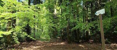 Ścieżka na górę Włochy