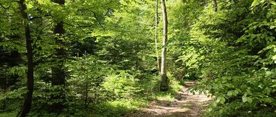 Ścieżka na górę Włochy