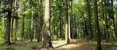 Ścieżka na górę Włochy ↔ Włochy