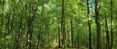 Pod Zieloną ↔ Skrzyżowanie przy Jaskini Raj