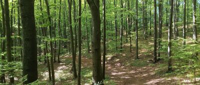 Pod Zieloną ↔ Patrol