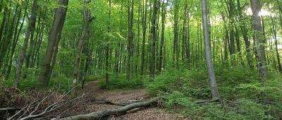 Patrol ↔ Słowik-Willa