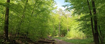 Słowik ↔ Słowik, rozejście szlaków