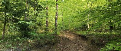 Słowik, rozejście szlaków