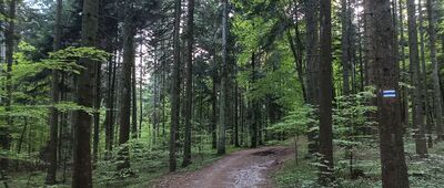 Biesak ↔ Przełęcz pod Obrazikiem