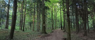 Przełęcz pod Obrazikiem ↔ Pierścienica