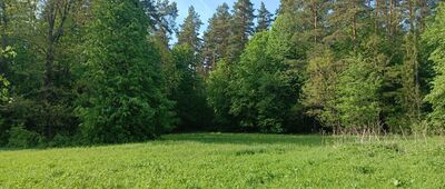 Wojteczki ↔ Kiełki