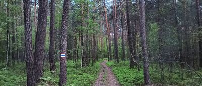 Daleszyce ↔ Września