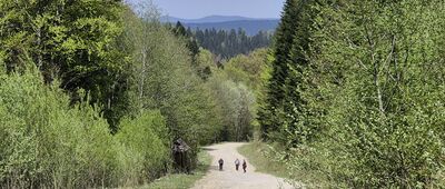 Filary dawnej kolejki wąskotorowej ↔ Pichorów