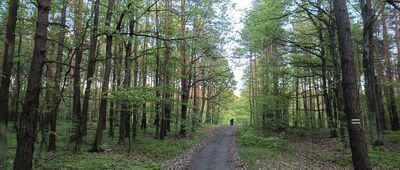 Śmiłowice, las ↔ Rozejście szlaków zielony / czarny
