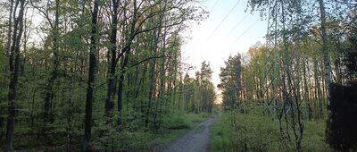 Rozejście szlaków zielony / czarny