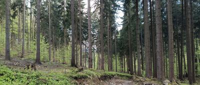 Pod Białym Kamieniem ↔ Przełęcz Jaworowa, parking