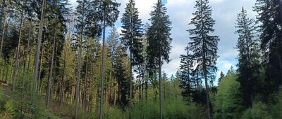 Pod Białym Kamieniem