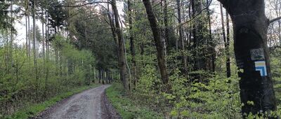 Skrzyżowanie przy Jaskini Radochowskiej