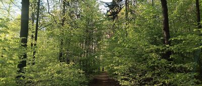 Repty, ul. Żeromskiego ↔ Segiet