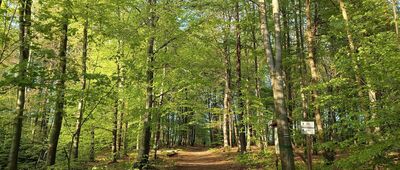 Repty, ul. Żeromskiego