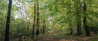 Repty, ul. Żeromskiego