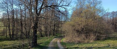 Lesica, żółty szlak