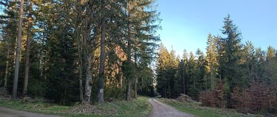 Kolonia Lesica ↔ Rozejście szlaków