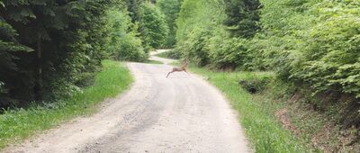 Siekierczyna ↔ Bukowiec, kościół [Ach mieszkańcy]