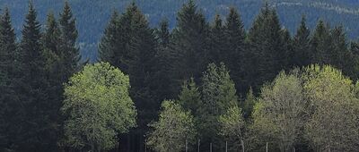 U Lesní Boudy ↔ Pod Lesní Boudou