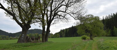 Lubawka, Straż Graniczna ↔ Pod Kruczą Skałą