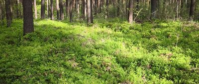 Porzecze ↔ Ciosowa