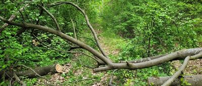 Kałuszyn, ul. Reja ↔ Skrzeszew, ul. Familijna