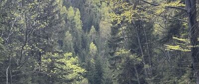 Karpacz, Szeroki Most ↔ Sowia Dolina