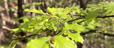 Zapora na Łomnicy ↔ Karpatka