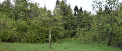 Za Przełęczą Beskidek