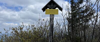 Sokolica