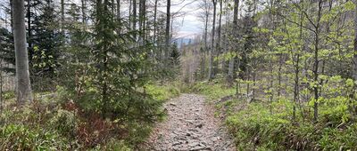 Las Misków Brzeg ↔ Przełęcz Kucałowa