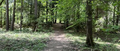 Pod Palusową Górą