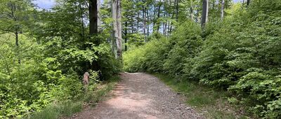 Pod Wielkim Cisownikiem