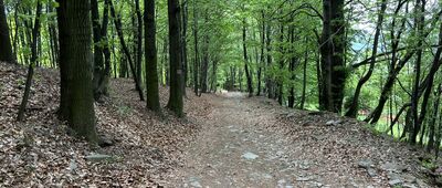 Pod Żarem, odejście szlaku czarnego ↔ Żar