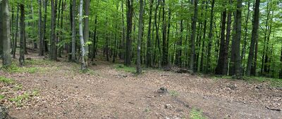 Bujakowski Groń