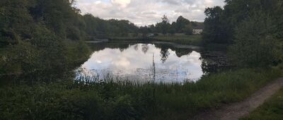 Puszcza Mariańska ↔ Niemieryczew