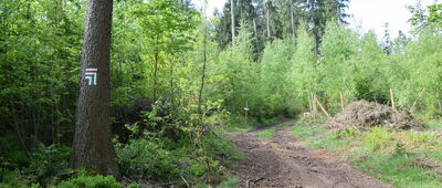 Rozwidlenie pod Golcem