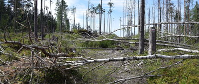 Studzienno, granica parku narodowego ↔ Skalne Grzyby, Rogacz