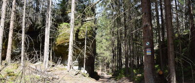 Odejście do skały Żółw ↔ Skalne Grzyby, skrzyżowanie szlaków niebieski, żółty