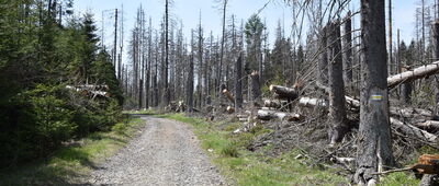 Niknąca Łąka ↔ Wielkie Torfowisko