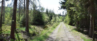 Wielkie Torfowisko ↔ Pod Zbójem, skrzyżowanie szlaków niebieski / żółty