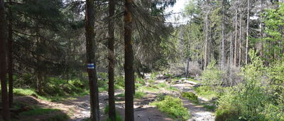 Lisia Przełęcz, parking ↔ Narożnik