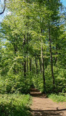 Początek niebieskiego szlaku na Kłodzką Górę