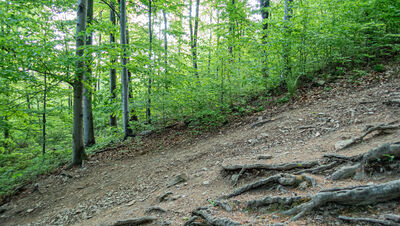 Najbardziej stromy fragment na całym podejściu na Podzamecką Kopę